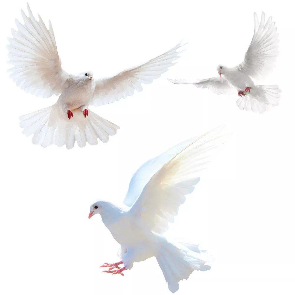 Peace Dove Wall Stickers for L - огляд і ціна Home Center Bathroom Accessories