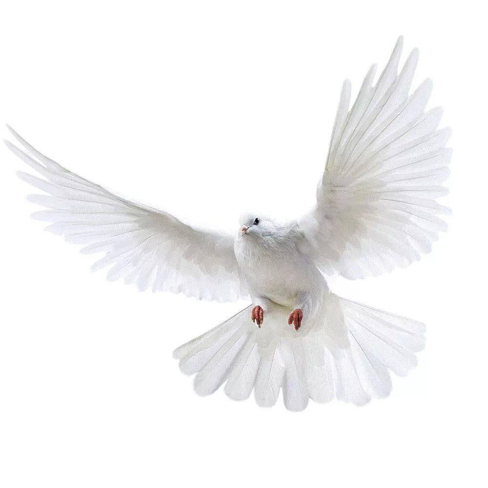 Peace Dove Wall Stickers for L - огляд і ціна Home Center Bathroom Accessories