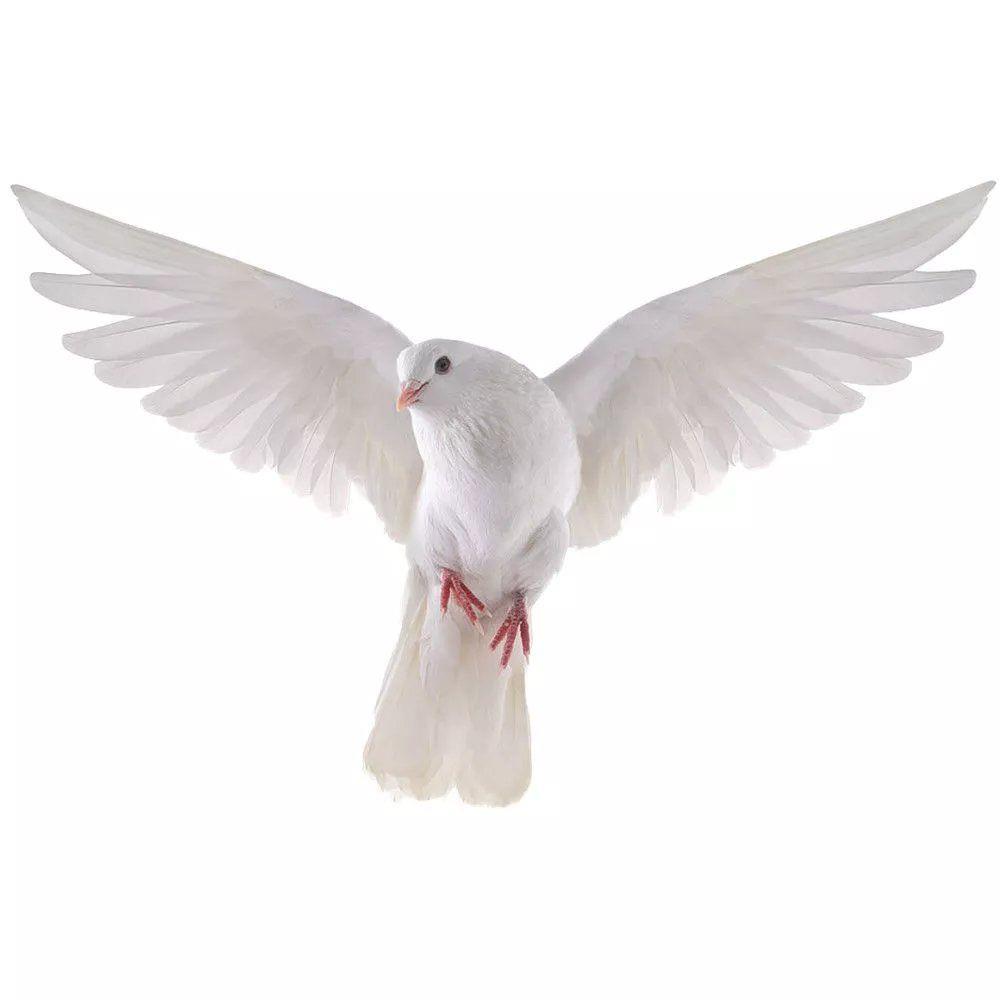 Peace Dove Wall Stickers for L - огляд і ціна Home Center Bathroom Accessories